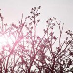 dogu timora gemi tasimaciligi kapsamli lojistik rehberi