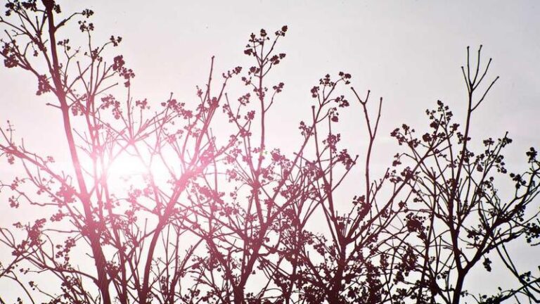dogu timora gemi tasimaciligi kapsamli lojistik rehberi