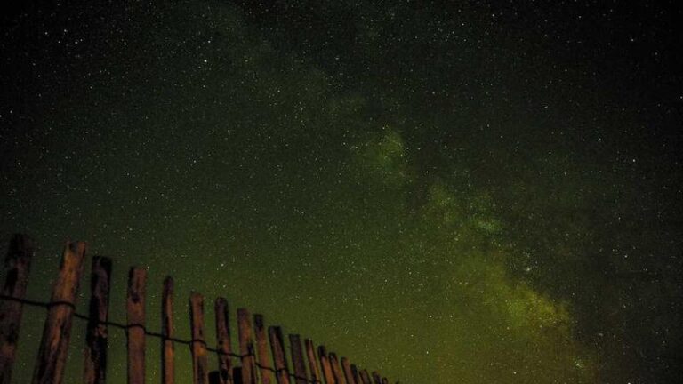 kapsamli rehber guvenli ve stressiz evcil hayvan tasimaciligi