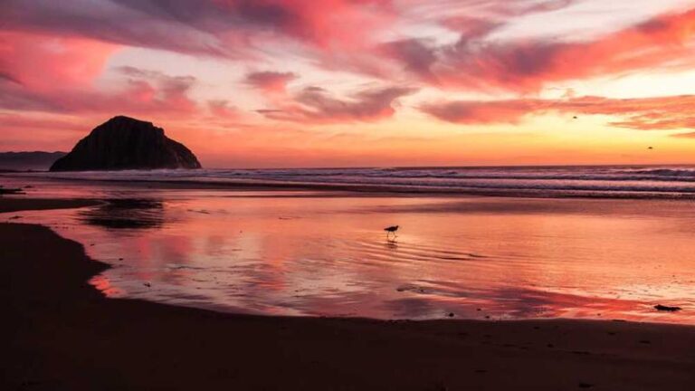 kapsamli rehber martinik numune gonderimi surecleri