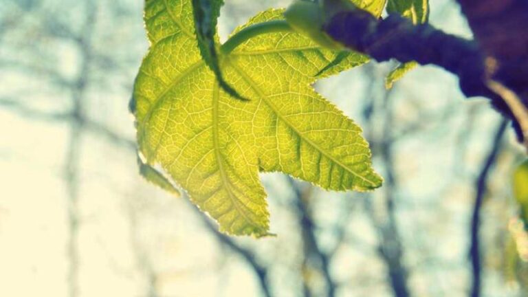 kosta rikaya gemi tasimaciligi kapsamli rehber